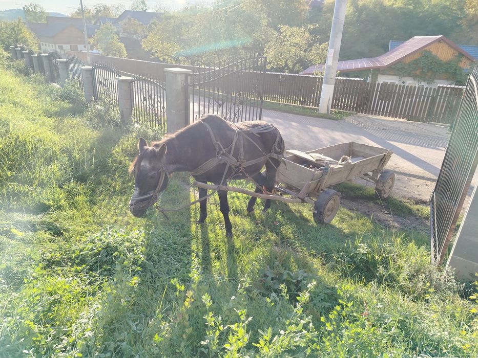 Iapă cu ham și căruță