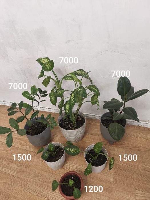 Продам комнатные цветы