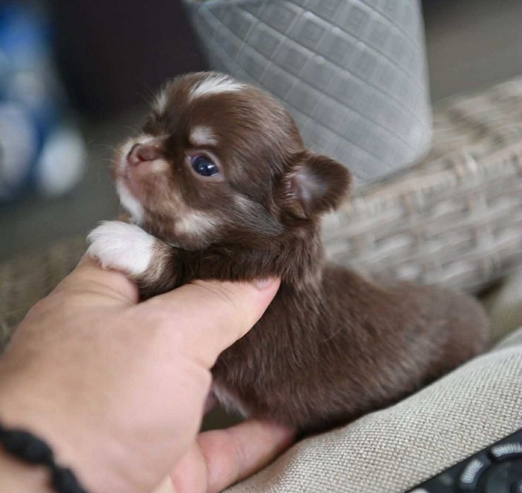 Женско миниатюрно чихуахуа шоколадов тен