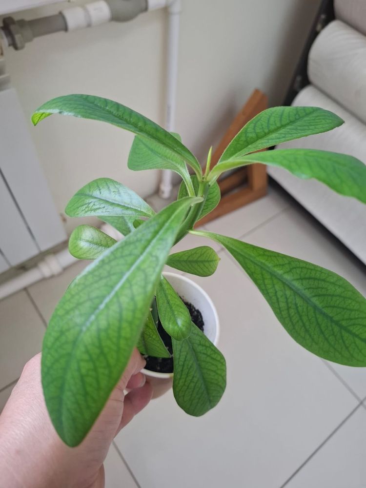 Продается укоренные отросточки