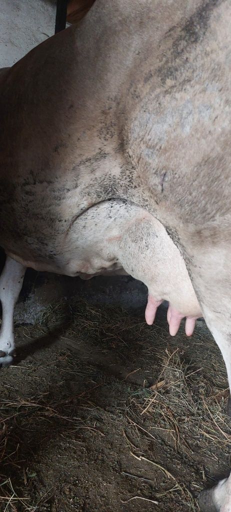 Vând vaca bruna de maramures