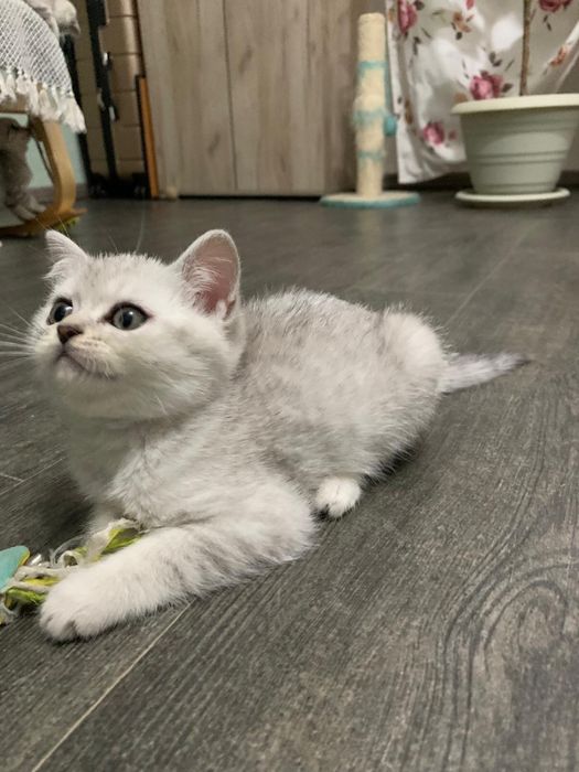 Pisicuta British Shorthair