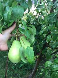 Pomi fructiferi de vanzare