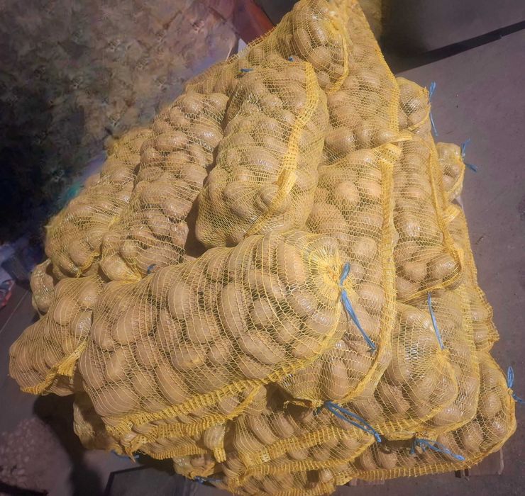 Продавам едър картоф СОРАЯ 0.80ст