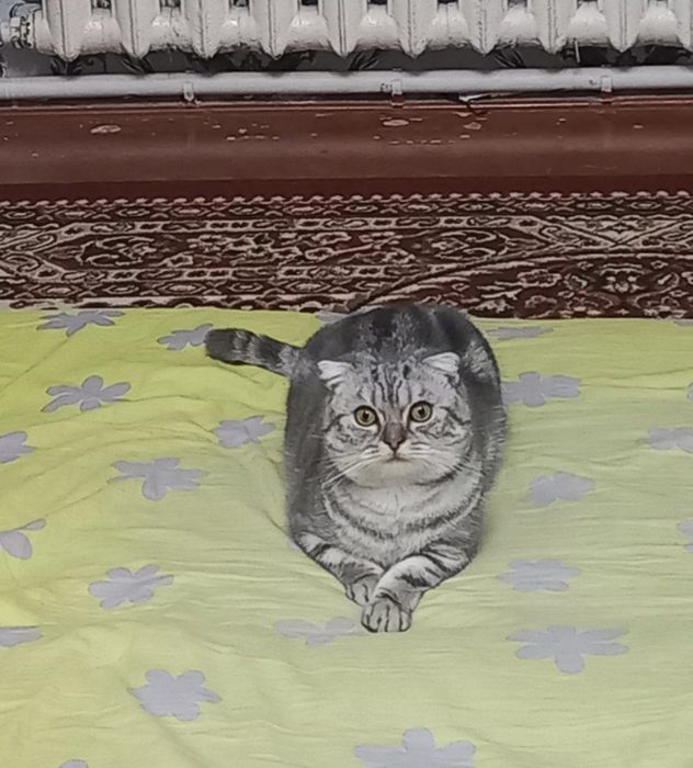 SOTILMAYDI Shishikom  ayol mushuklani uchrashuvga chaqiradi.