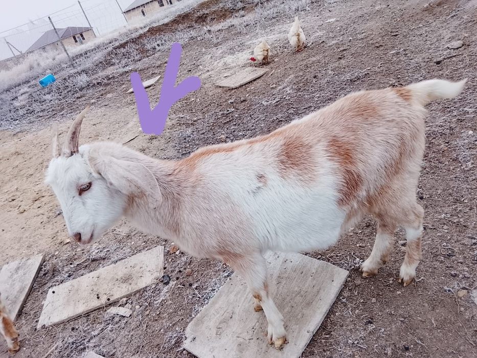 Козы козлы козлята