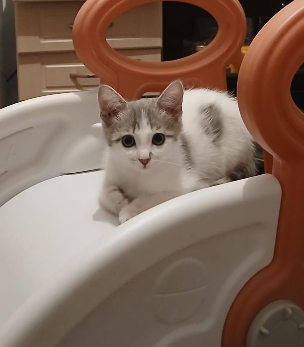 Котенок отдам в добрые руки