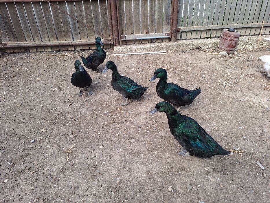 Cayuga Ducks Rațe Cayuga