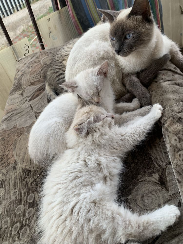 Котятя, в любящую семью