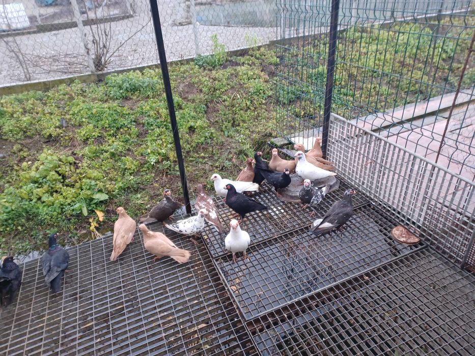 Carunculat de Oradea