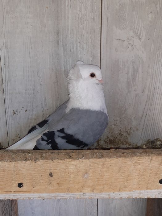 Vand o perechi de satineți  și un mascul de anul asta posta