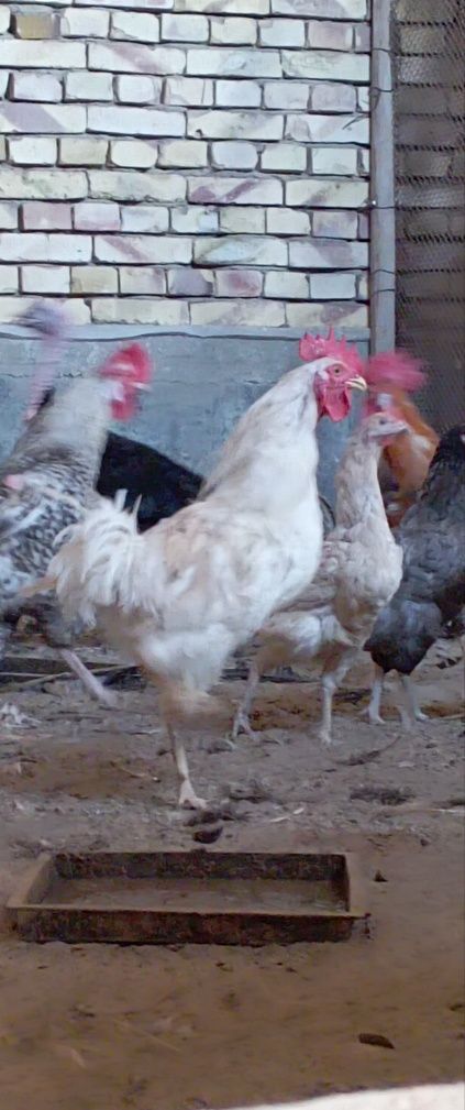 4 dona sortli xoʻroz, Har biri 280ming dan kelishamiz