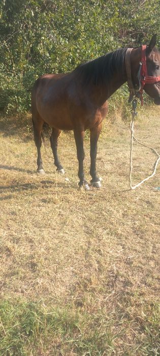 Iapă 8 ani are iapa