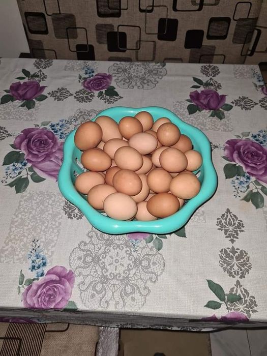 Oua prospete de gaina