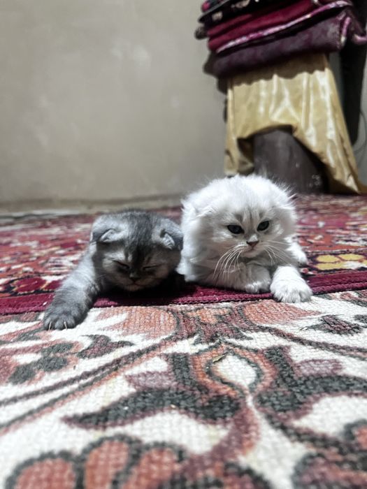 британский котяты от дам добрым рукам