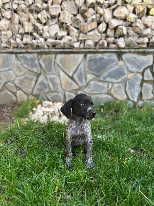 Pui brac german din parinti cu pedigree