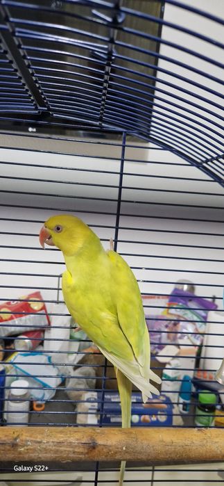 Femela Micul Alexandru