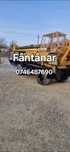 Fantana execut  fantani