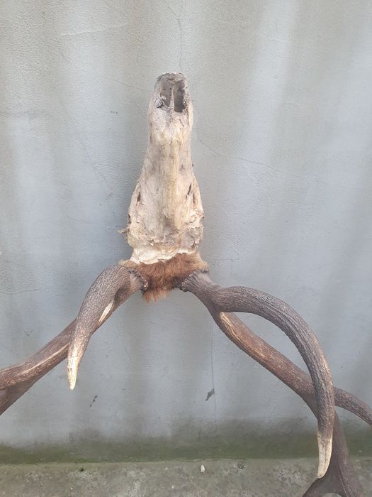Vând trofeu coarne de cerb