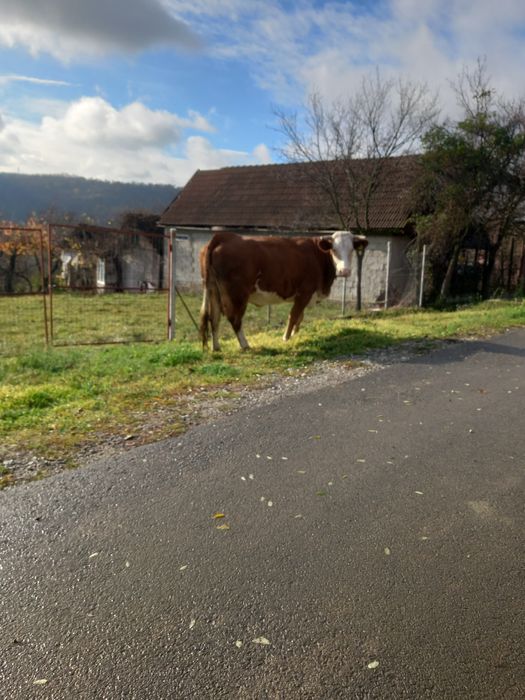 Vaca de vânzare  gestanta