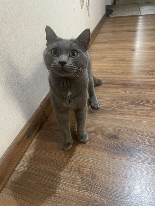 Отдам котенка в хороште руки