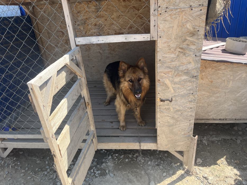 Собака с вольером