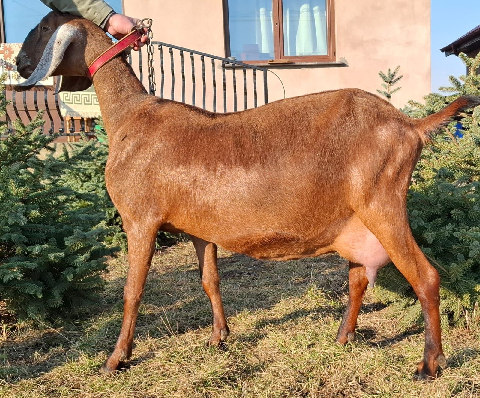 Vand capra anglonubiana cu pedegree