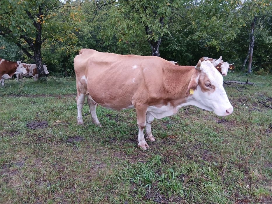 De vânzare 3 vaci