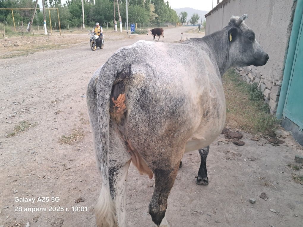 Крупно рогатый скот