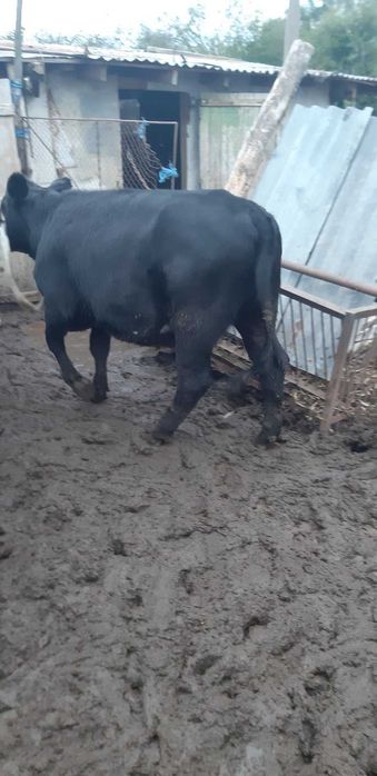 Продавам крави за клане