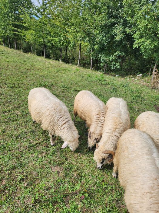 Oi și iede de prasila