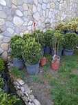 Buxus  Leylandii  Tuia Spiral, Buxus  Plante ornamentale