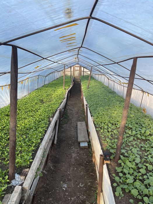 Продается отличная рассада