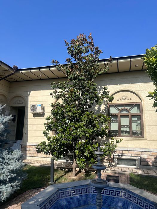 Магнолия дарахти