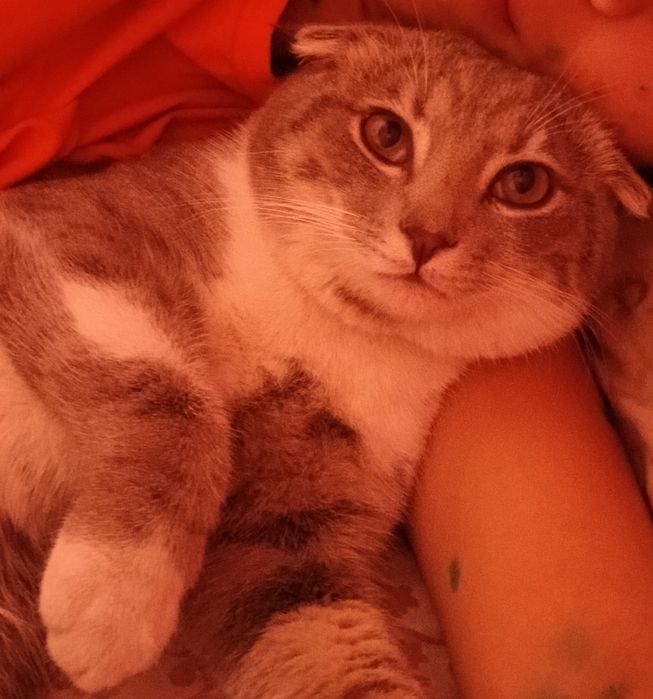 Erkak Scottish Fold