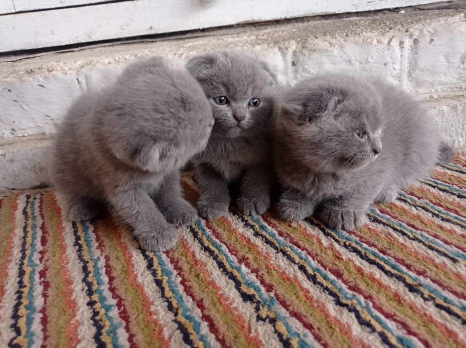 Скотишь фолд продам