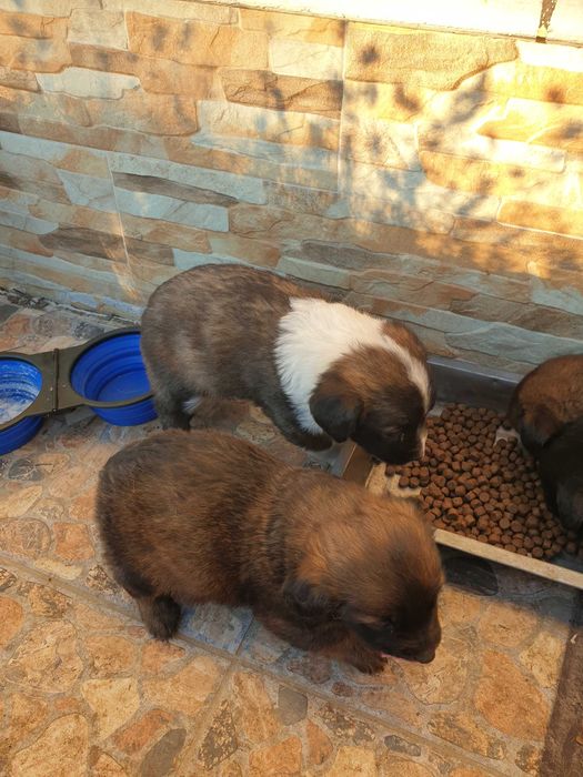 Donez/ ofer spre adoptie catei