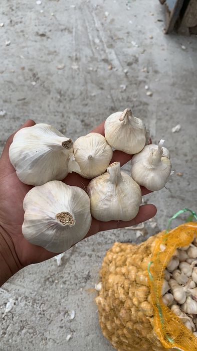 Vand usturoi soi national si chino pentru plantat