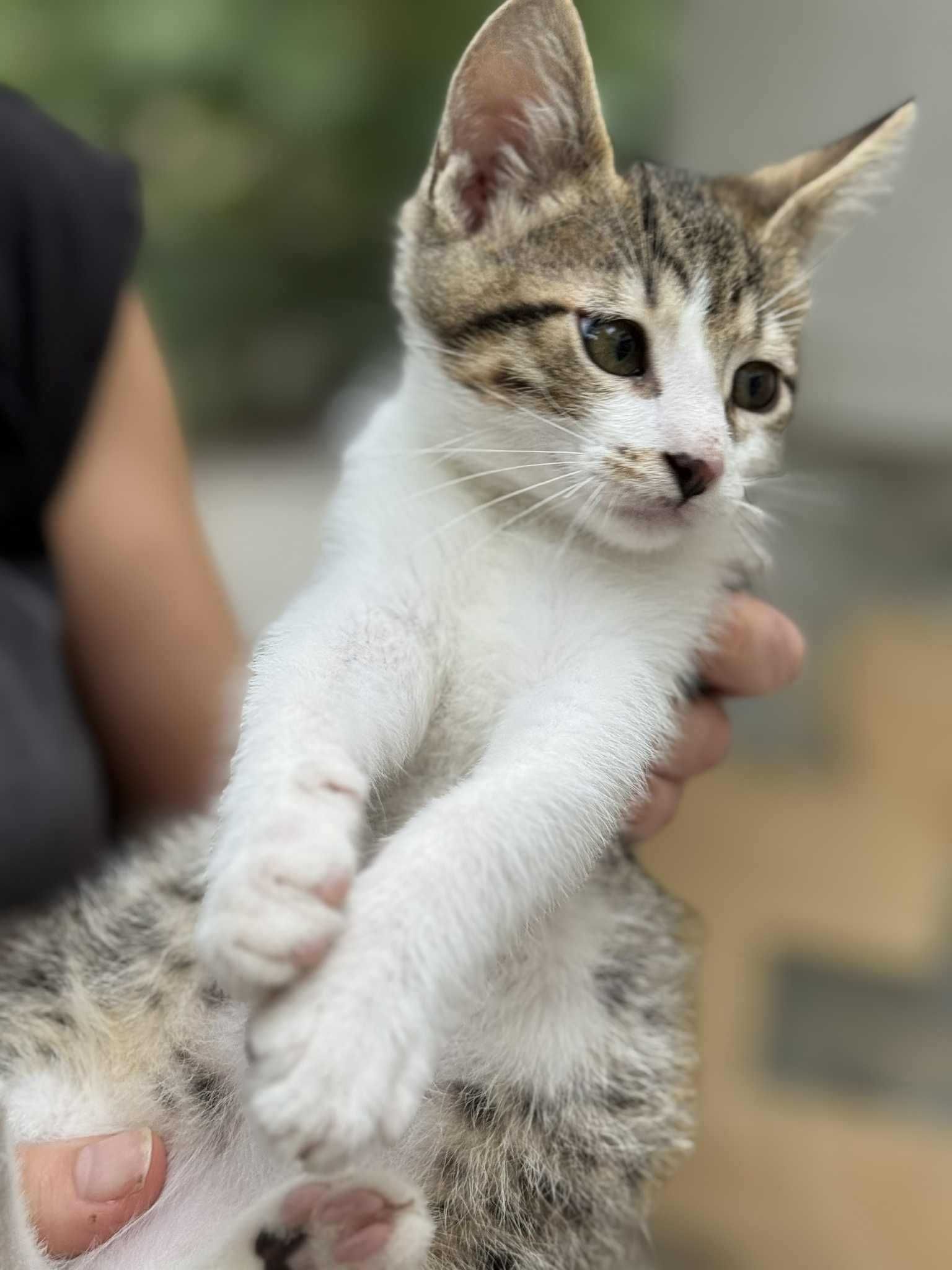 Мъжко коте си търси дом