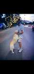 Labrador retriever Campion