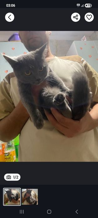 Пропала кошечка, если кто видел напишите пожалуйста