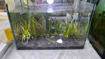 Acvariu cu pesti 32l plante scoici molly cu lira valisneria hygrophila