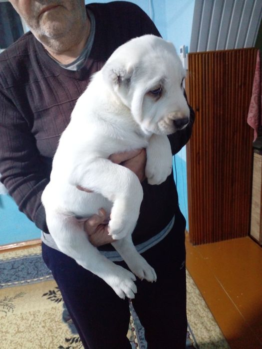 Продаются Алабай