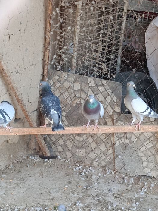 Продам голубей спортивных