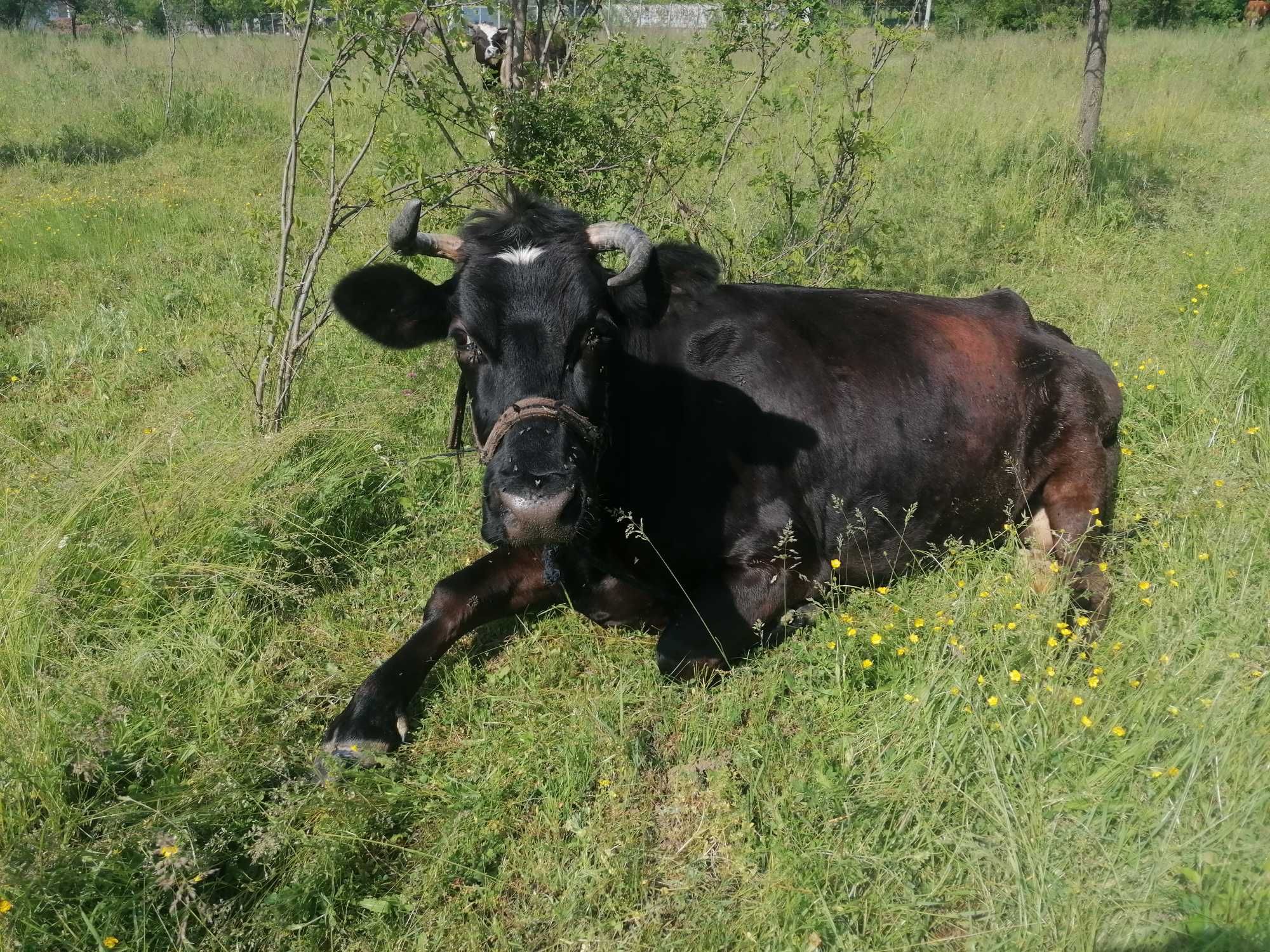 Vând vaca de lapte Fleckcieh