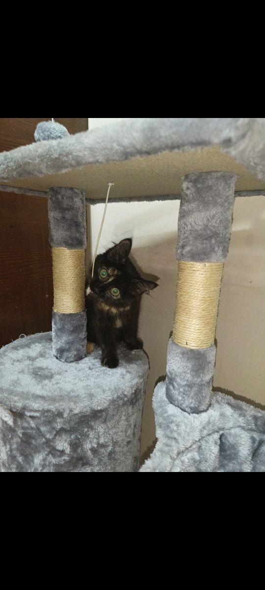 Кошечка ищет дом
