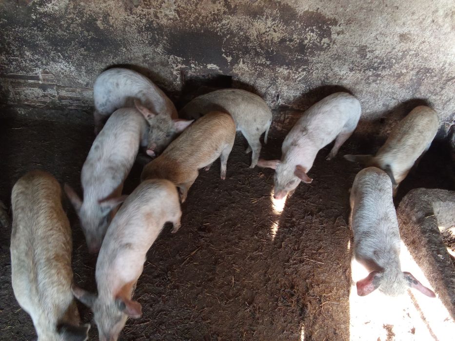 Прасенца отбити 150лв