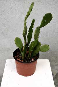 vand cactus opuntia