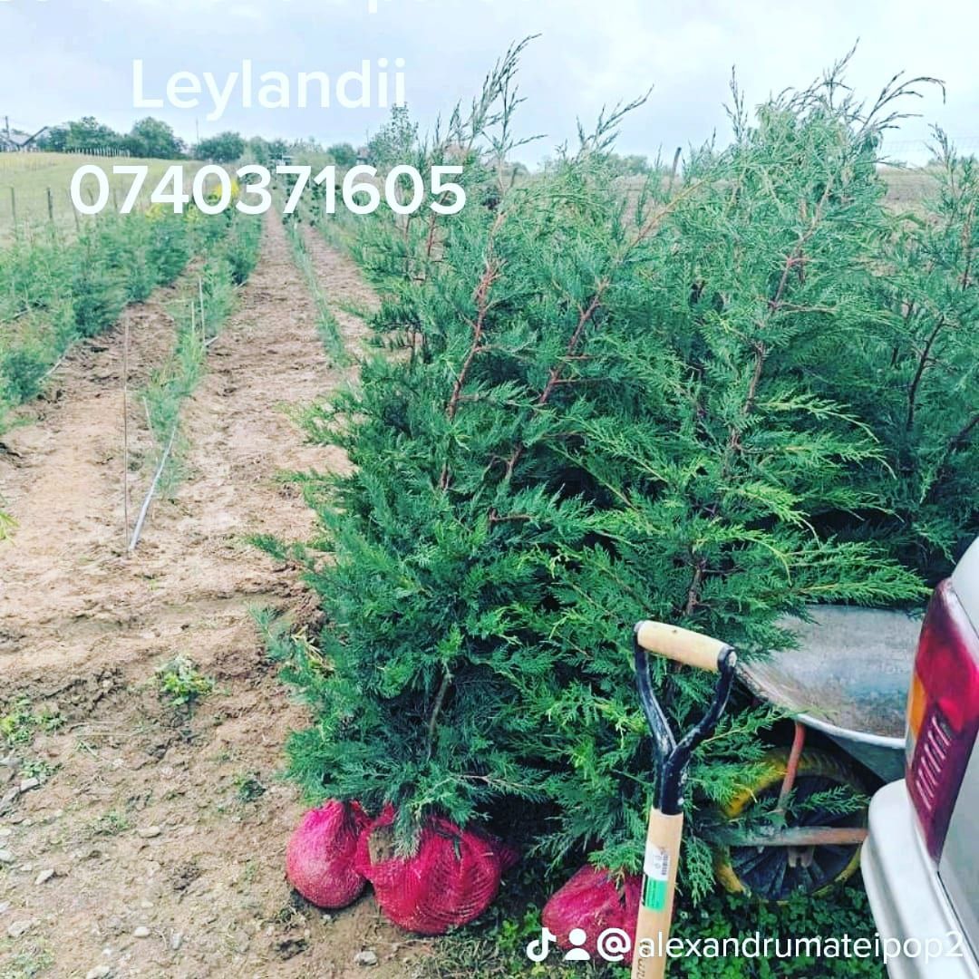 Chiparos Leyland,(Leylandii,Leilandi, Leylandi) gard viu vesnic verde