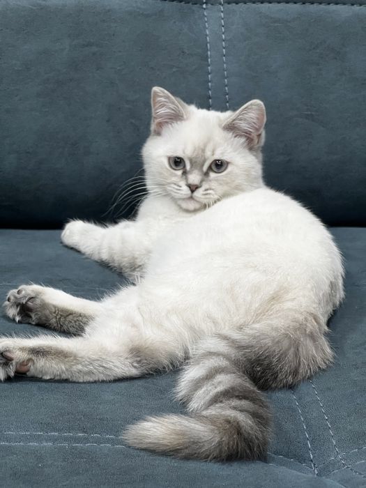британская шиншилла Цвет глаза белый стеклянный